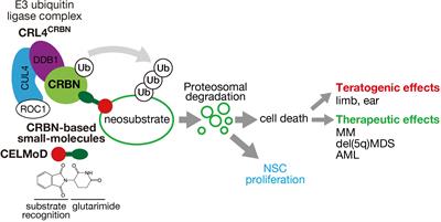 Frontiers | Cereblon-Based Small-Molecule Compounds To Control Neural ...